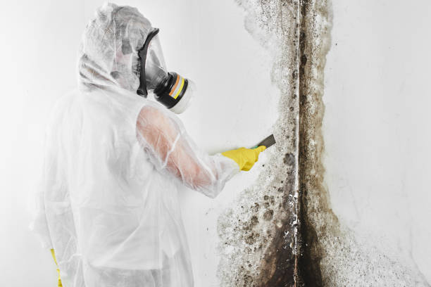 Office Mold Removal Services in Easley, SC