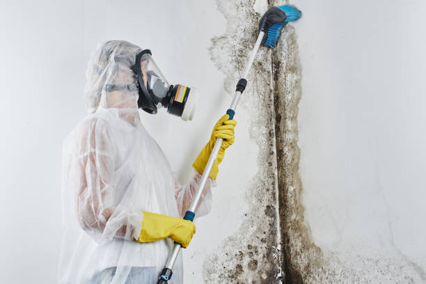 Best Mold Testing  in Easley, SC