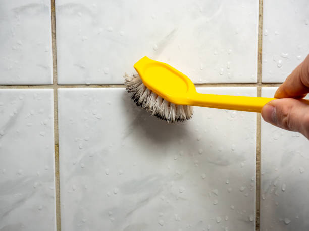 Best Mold Damage Repair  in Easley, SC