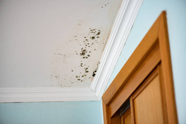  Easley, SC Mold Removal Pros