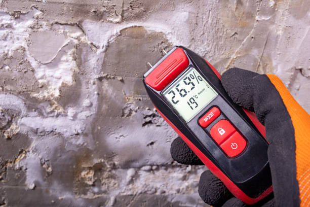 Best Attic Mold Removal  in Easley, SC