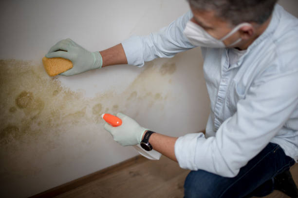 Best Toxic Mold Removal  in Easley, SC