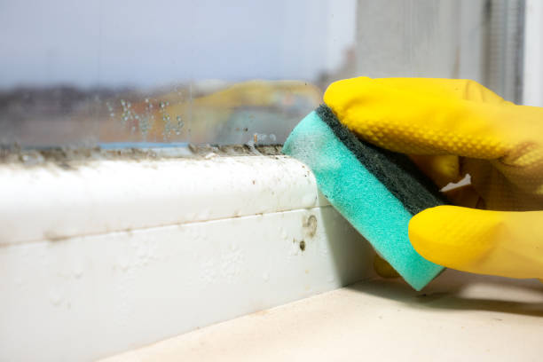 Best Professional Mold Removal  in Easley, SC