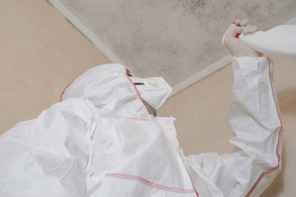Best Local Mold Removal Service  in Easley, SC