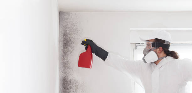 Best Residential Mold Removal  in Easley, SC