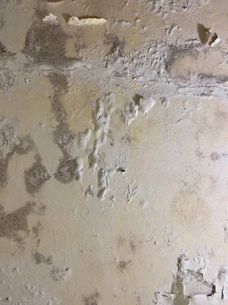 Best Professional Mold Removal  in Easley, SC