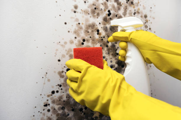 Best Certified Mold Removal  in Easley, SC
