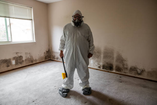 Trusted Easley, SC Mold Removal Experts