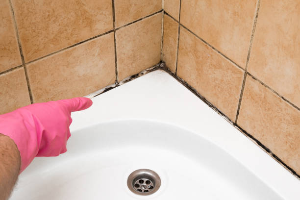 Best Mold Removal and Inspection  in Easley, SC