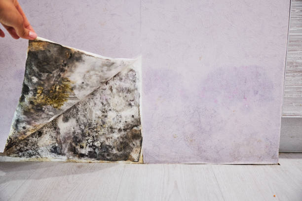 Mold Removal and Inspection in Easley, SC
